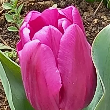 Stensi Atlantis Studia Ravda