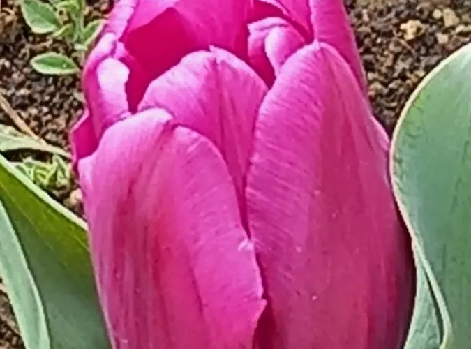 Stensi Atlantis Studia Rawda